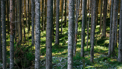 Fototapete bei efototapeten.de bestellen   