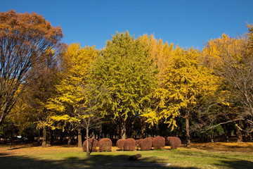 代々木公園の秋の木々