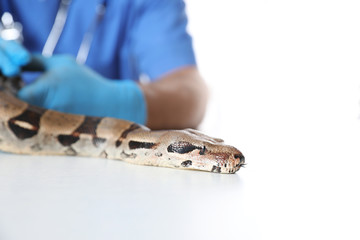 Male veterinarian examining boa constrictor in clinic, closeup