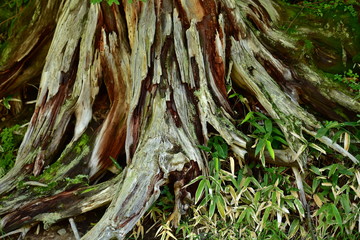 A weathered, rotten tree stump in Nikko-Japan.