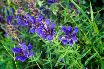 Wild flowers in a meadow nature. Natural summer background with wild flowers in the meadow in the morning sun rays. Morning field background with wild flowers.