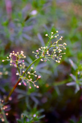 Wild flowers in a meadow nature. Natural summer background with wild flowers in the meadow in the morning sun rays. Morning field background with wild flowers.
