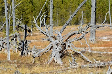 deformed trees