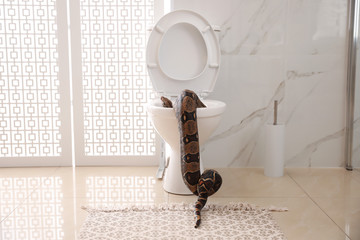 Brown boa constrictor on toilet bowl in bathroom