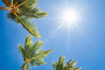 palm trees against blue sky