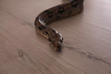 Brown boa constrictor crawling on floor in room