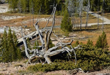 driftwood yellowstone