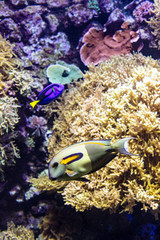 Topical fishes and corals in aquarium