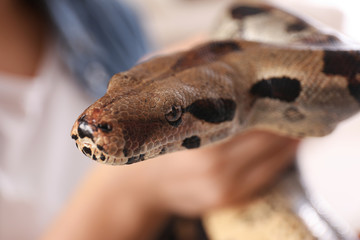 Woman with her boa constrictor, closeup view. Exotic pet