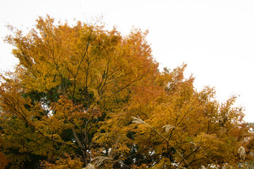紅葉
