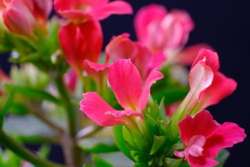 red kalanchoe flower