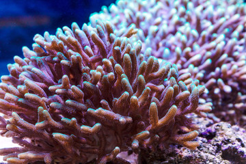 Fototapeta na wymiar Pink corals in aquarium