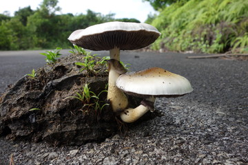 Pilz wächst aus Kuhfladen auf der Straße