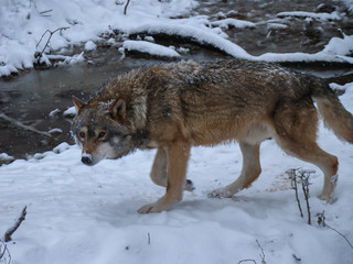 Wolves Playing and running In Snow, winter time