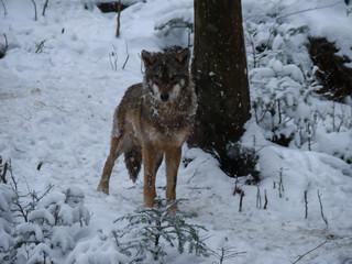 Fototapeta na wymiar Wolves Playing and running In Snow, winter time