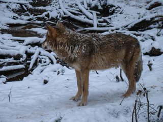 Wolves Playing and running In Snow, winter time