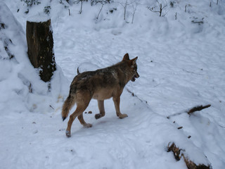 Fototapeta na wymiar Wolves Playing and running In Snow, winter time