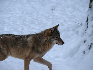 Wolves Playing and running In Snow, winter time