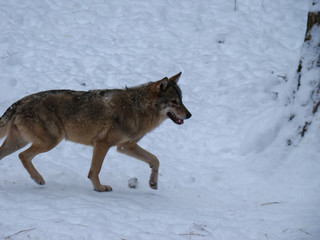 Wolves Playing and running In Snow, winter time