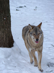 Wolves Playing and running In Snow, winter time