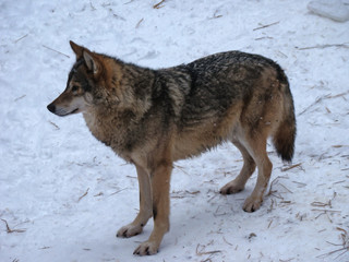 Wolves Playing and running In Snow, winter time
