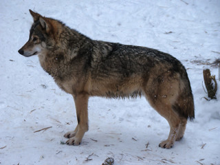 Obraz premium Wolves Playing and running In Snow, winter time