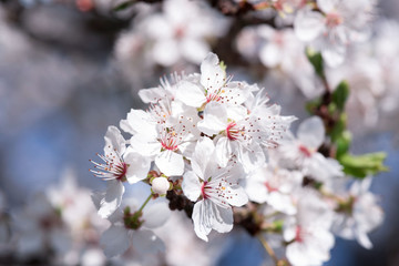 Cherry branch. Blooming white flowers. The blue sky on background.  Cherry Blossoms.