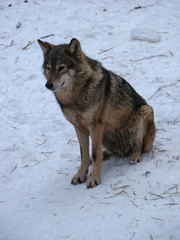 Obraz premium Wolves Playing and running In Snow, winter time