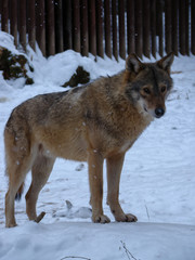 Wolves Playing and running In Snow, winter time