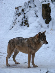 Wolves Playing and running In Snow, winter time