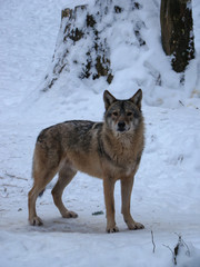 Wolves Playing and running In Snow, winter time