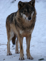 Obraz premium Wolves Playing and running In Snow, winter time