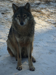 Wolves Playing and running In Snow, winter time
