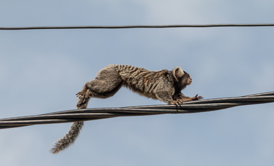 Marmoset on a electricity wire, Paraty, Brazil, South America