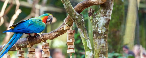 Blue parrot-ara-macaw, Brasil Foz do Iguazu. With selective focus. © ggfoto