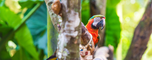 Blue red parrot-ara-macaw, Brasil Foz do Iguazu. With selective focus. © ggfoto