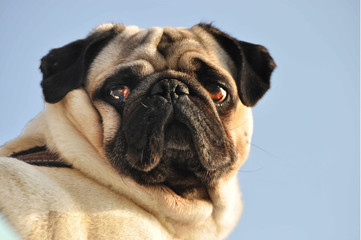Mops