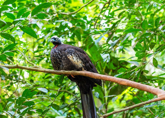Cracidae-Curassow-guns-bird Hokko, Brasil Foz do Iguazu. With selective focus.