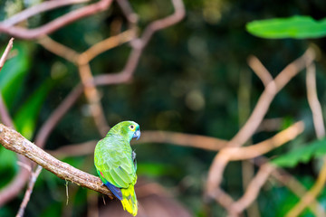 Green parrot sits on a branch, Brasil Foz do Iguazu. With selective focus.