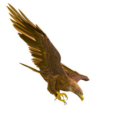 deepsea eagle hunting down on white background