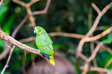 Green parrot sits on a branch, Brasil Foz do Iguazu. With selective focus.