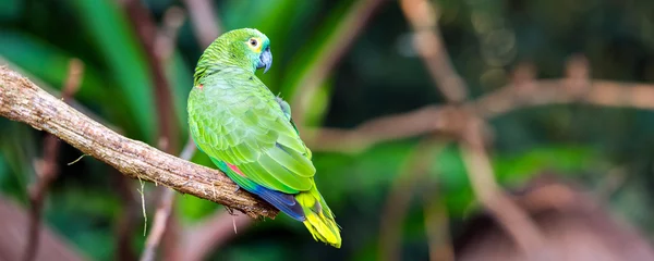 Schilderijen op glas Green parrot sits on a branch, Brasil Foz do Iguazu. With selective focus. © ggfoto