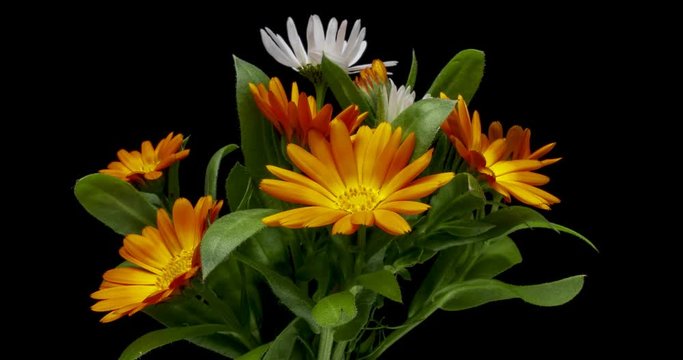 Blooming calendula flowers in a bouquet close-up. Timelapse. 4K