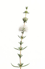 fiori e foglie di  menta su fondo bianco