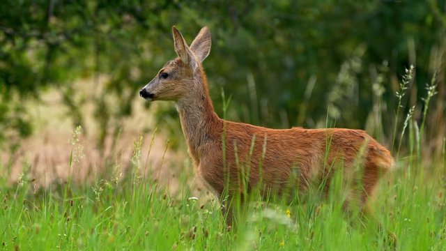 European roe deer (Capreolus capreolus) juvenile running away