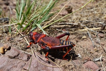 Red Cricket Makro Shot