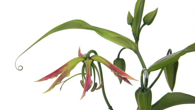 Gloriosa flower blooms. Time lapse. 