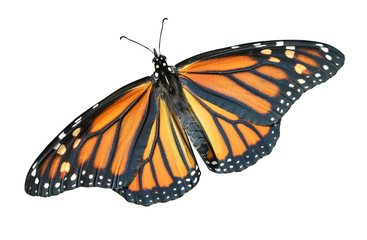 Fototapeta na wymiar Monarch butterfly isolated Danaus plexippus