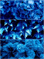 Flower photo collage made in blue color