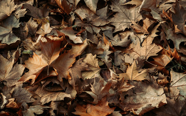 Dried orange maple leaves in late autumn